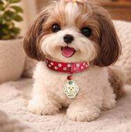 قلاده چرم و پلاک شناسایی سگ و گربه