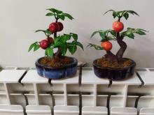 گلدان های تزئینی و دکوری در شیپور