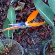 پرنده بهشتی