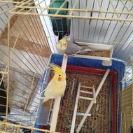 عروس هلندی مولد