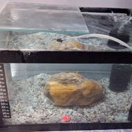 اکواریوم شیشه و هر وسایل داری