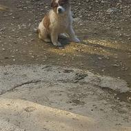 واگذاری توله سگ