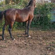 فروش اسب کرد اصل آموزش دیده و رقصنده