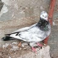 کبوتر خوشرنگ