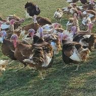 بوقلمون نر بوربون محلی جوان