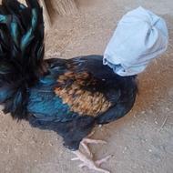 خروس عالی مشکی