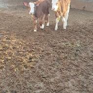 دو عدد گوساله نر2ماه نیم مست شیر یکی شون مادر زاد بی شاخ