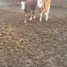 دو عدد گوساله نر2ماه نیم مست شیر یکی شون مادر زاد بی شاخ