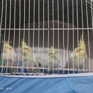 عروس هلندی از 4 ماهه تا 7ماهه