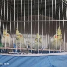 عروس هلندی از 4 ماهه تا 7ماهه