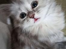 گربه پرشین در شیپور