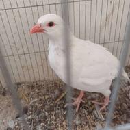 خریدار کبک سفیدم