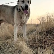 پژدر اصل با ضمانت واگذاری