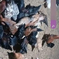 مرغ و خروس فروشی