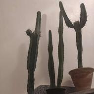 کاکتوس پایه