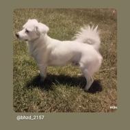 سلام این‌ سگ مال خودم بوده واگذار کرده بودم مخامش