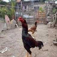 دنبال یه خروس میگردم