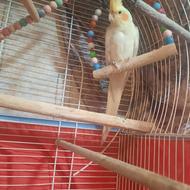 طوطی عروس زرد لوتینیو