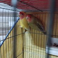 کوتوله برزیلی