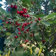 زمین باغ گیلاس وصنوبر وگردو