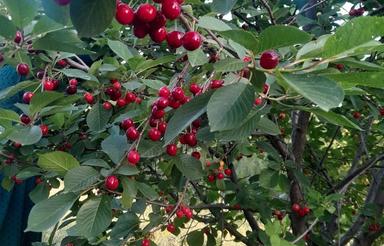 زمین باغ گیلاس وصنوبر وگردو