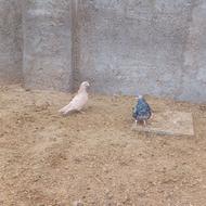 کفتر نوک ریز