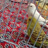 مرغ عشق سفید نیمه دستی مقطوع