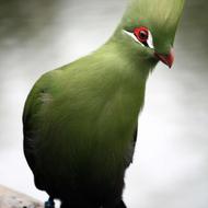 پرندگان خاص زیبا