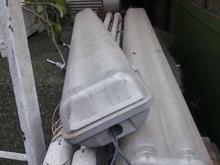 تعدادی مهتابی در شیپور