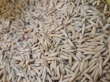 فروش بذر عمده فروشی هاشمی .فجر ..امر الهی در شیپور