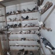 کبوتر فروشی عمو محمد