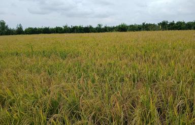 فروش زمین کشاورزی 2500 متر در تنبلا