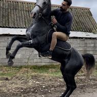 اسب کرد اصیل و پر خون