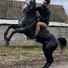 اسب کرد اصیل و پر خون