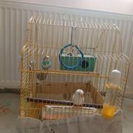 یک جفت مرغ عشق جفت خورده مولد با قفس