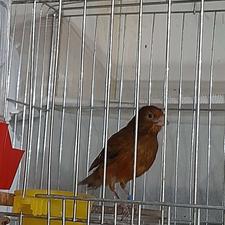 قناری نرقرص بخون وماده اماده جفت