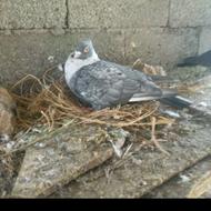 چند کبوتر آس