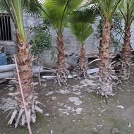 فروش پالم نیم متری تا دومتری