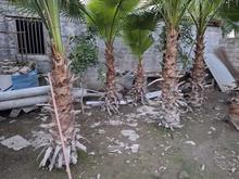 فروش پالم نیم متری تا دومتری در شیپور