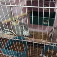 5 عدد عروس هلندی