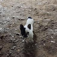 فرنچ بولداگ