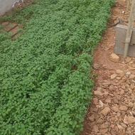 ریحان سبز لیمویی با عطر فوقالعاده