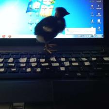 جوجه محلی گردن لخت ومعمولی