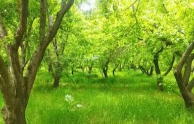 ویلا 250 متری سند تک برگ