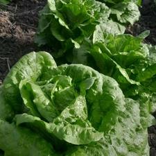 فروش کاهو محلی اصیل درجه یک کیلویی