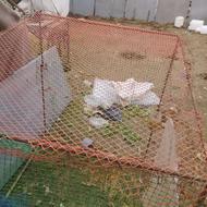 قفسمرغ.وخروس