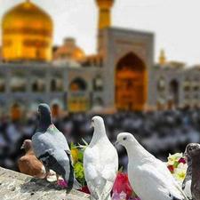 ویژه بازنشسته ها تور مشهد