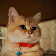 گربه بریتیش