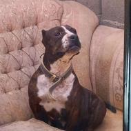 واگذاری سگ پیتبول ماده