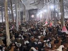 فروش نیمچه مرغ و خروس 100 روزه در شیپور